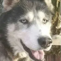 واگذاری سگ هاسکی مالاموت صد درصد خالص