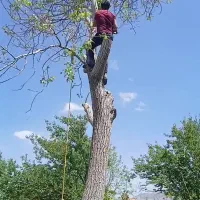 چوب|خدمات باغبانی و درختکاری|لردگان, |دیوار
