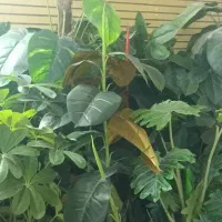 درختچه اپارتمانی مختلط ۷ عدد جنس خارجی