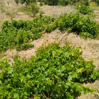 باغ سنددار۱۷۰۰متر در منطقه سامان شوراب امامیه|فروش زمین و ملک کلنگی|شهرکرد, |دیوار