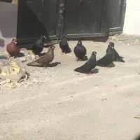 کبوتر هندیجان ف