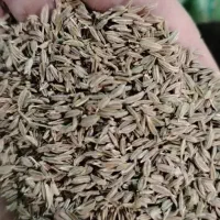 پخش عمده زیره سبز و زیره سیاه سرت قیمت مناسب غیره