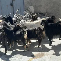 بز شیری