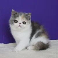 اگزاتیک کالیکو