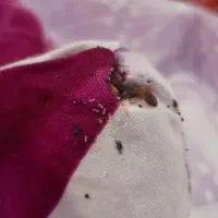 سمپاشی سم پاشی ساس بدون شستشوشبانه روزی تمام حشرات