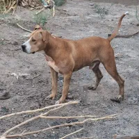 پیت بول|سگ|بم, |دیوار