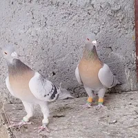 بهبهانی و پلاکی|پرنده|شیراز, شیخ علی چوپان|دیوار