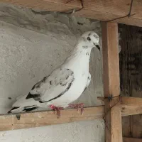 تعدادی کبوتر پرشی کفتر جوجه