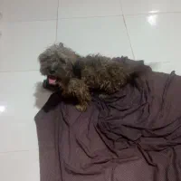 واگذاری پاکوتاه|سگ|سبزوار, باهنر|دیوار