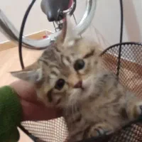 گربه بریتیش