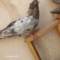 کبوتر نر کرز