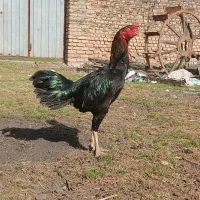 فروش تخم مرغ لاری