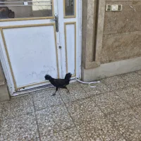 مرغ جوان  محلی