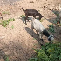 سه عدد کهر نر و سه عدد گیسه ویک عدد بز آبستن|حیوانات مزرعه|بندرعباس, |دیوار