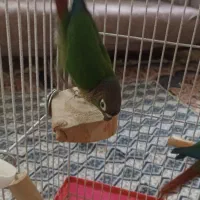 طوطی گرینچیک|پرنده|زنجان, |دیوار