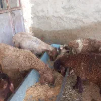 بره نر