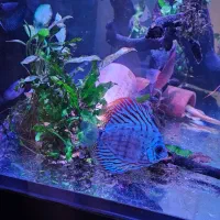 ماهی دیسکس|ماهی|رشت, بلوار گیلان|دیوار