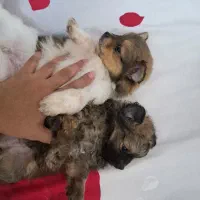 سگ توله پامر همراه باپدرمادر|سگ|مشهد, هنرستان|دیوار