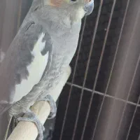 عروس هلندی ماده