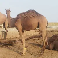 شتر نر