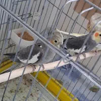 جفت عروس مولد