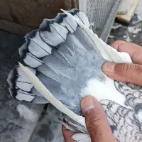 کفتر بلژیکی|پرنده|خمینی‌شهر, |دیوار