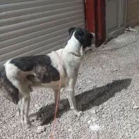 سگ‌افغانی|سگ|بجنورد, |دیوار