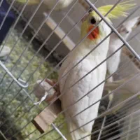 عروس هلندی لوتینو ( تازه دونه خور شده)