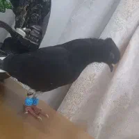 اشعل|پرنده|بندر ماهشهر, |دیوار