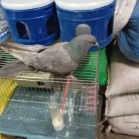 حدود40عدد*کفتر‌‌شهرکردی*پرنده‌سرای‌عیدی*|پرنده|شهرکرد, |دیوار