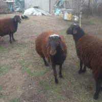 گوسفند نر|حیوانات مزرعه|صوفیان, |دیوار