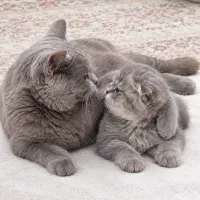 گربه بریتیش سالم و زیبا وبلو