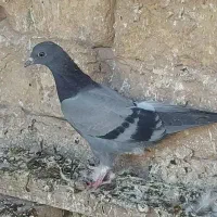 کفتر|پرنده|قم, هفت تیر|دیوار