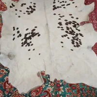 پوست گاو