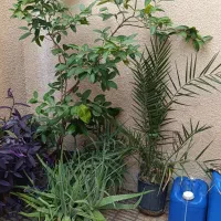 فروش گل خانگی