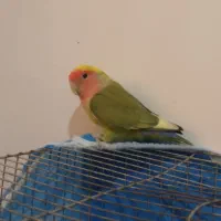 طوطی،برزیلی،نر جوان|پرنده|لاهیجان, بوجایه|دیوار