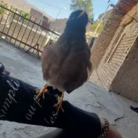 مرغ مینا سخنگو رخ در رخ پرو وراج به شرط|پرنده|تهران, استاد معین|دیوار