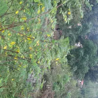 زمین ۴۰۰ متری دیوارکشی شده با پروانه