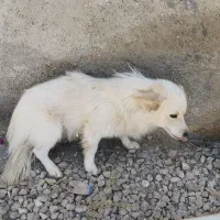 دو تا سگ یه پاکوتاه نر یه ژرمن ماده