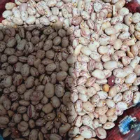 لوبیا چیتی سرحد