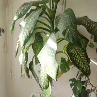 گل دیفن باخیا