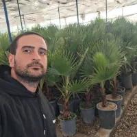 پالم واشنگتن تنه قرمز