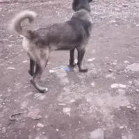 سگ سراب|سگ|رشت, نظری|دیوار