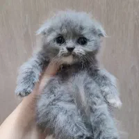 گربه اسکاتیش و بریتیش