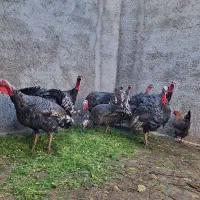 بوقلمون محلی|حیوانات مزرعه|کرج, اخگرآباد|دیوار