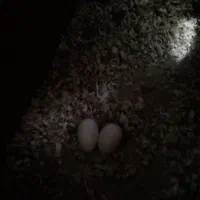 جفت عروس روتخم|پرنده|بم, |دیوار