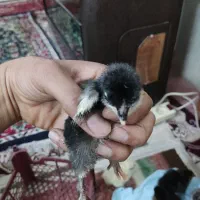 فروش جوجه دو روزه و یک هفته ای|حیوانات مزرعه|جهرم, |دیوار