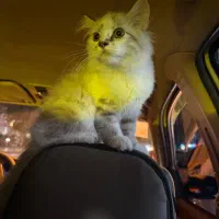 طوله بریتیش و اسکاتیش|گربه|مشهد, رسالت|دیوار