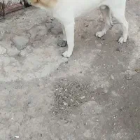 سگ سرابی قیمت 30میلیون