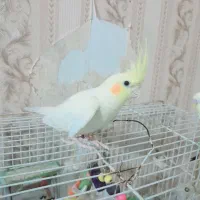 عروس هلندی نر